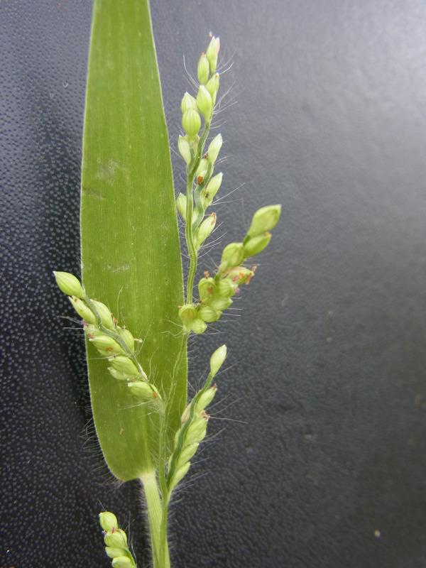 Brachiaria (Brachiaria lata) leaf and inflorescence