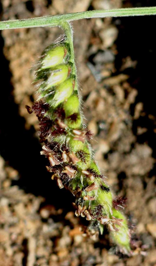 Spotted brachiaria (Brachiaria nigropedata), Zimbabwe
