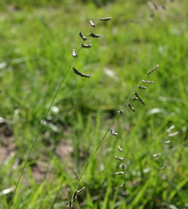 Spotted brachiaria (Brachiaria nigropedata), inflorescence, Zimbabwe