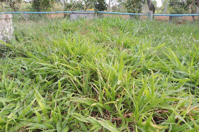 Congo grass (Brachiaria ruziziensis), habit, Thailand
