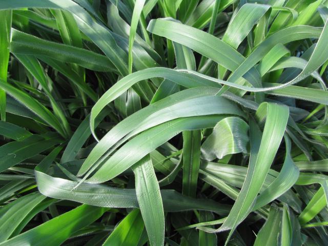 Bread grass (Brachiaria brizantha), Hawaii