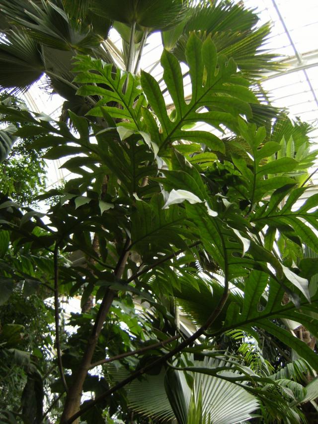 Breadfruit (Artocarpus altilis), habit, Kew Gardens, London