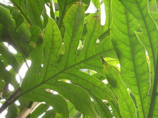 Breadfruit (Artocarpus altilis), leaves, Kew gardens, London