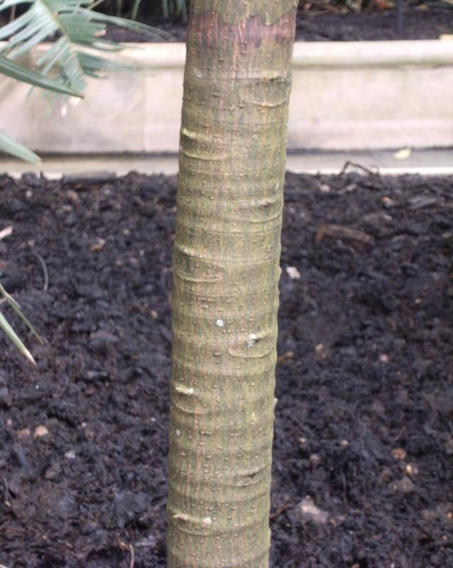 Breadfruit (Artocarpus altilis), trunk, Kew Gardens, London