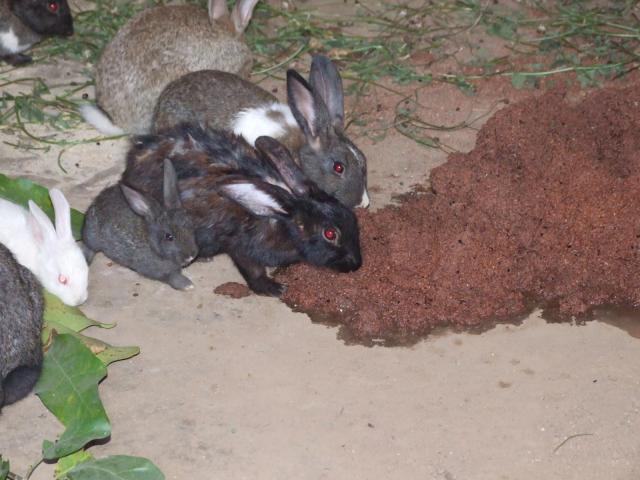 Rabbits eating wet brewers grain in Africa