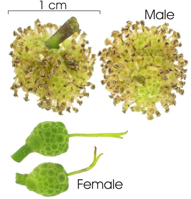 Breadnut tree (Brosimum alicastrum), flowers, male and female