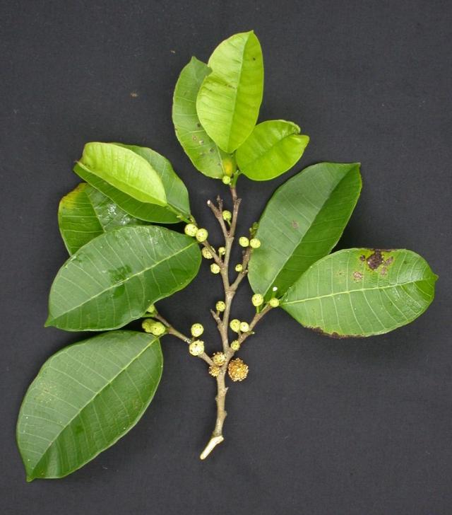 Breadnut tree (Brosimum alicastrum), flowers and leaves