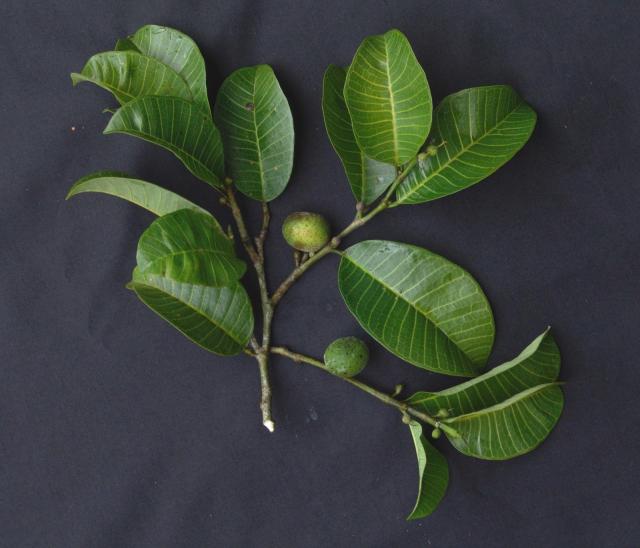 Breadnut tree (Brosimum alicastrum), fruit and foliage