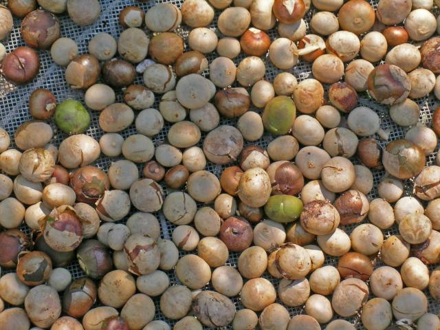 Breadnut tree (Brosimum alicastrum), sun-frying fruits