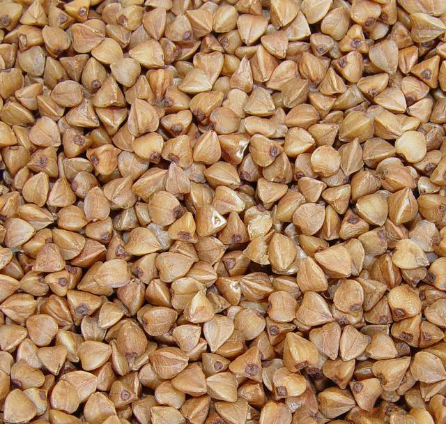 Buckwheat (Fagopyrum esculentum) grain