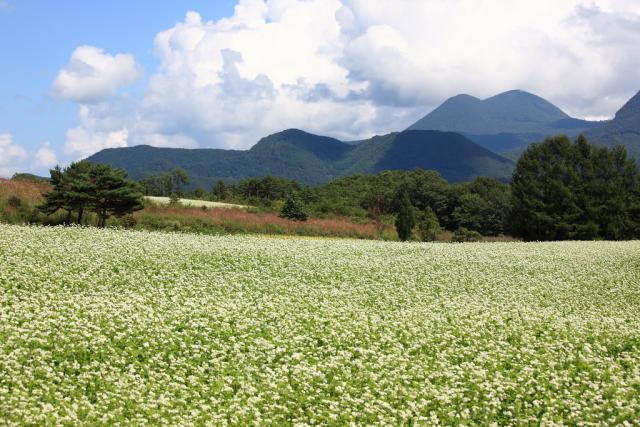 Buckwheat (Fagopyrum esculentum) full-bloom field, Japan