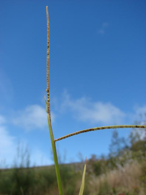 Buffalo grass (Paspalum conjugatum), seed-head, Hawaii