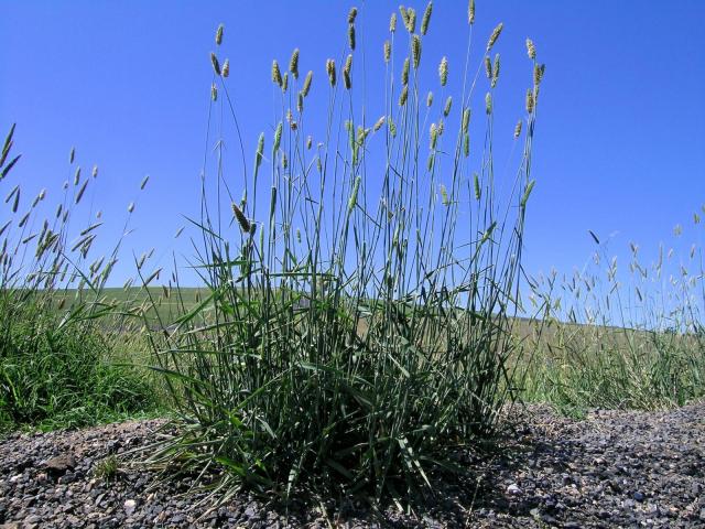 Bulbous canary grass (Phalaris aquatica), habit, Australia
