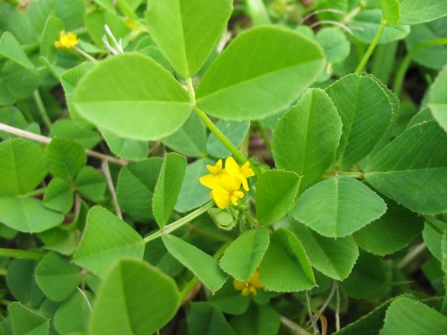 Bur clover (Medicago polyphorma), flower and leaves