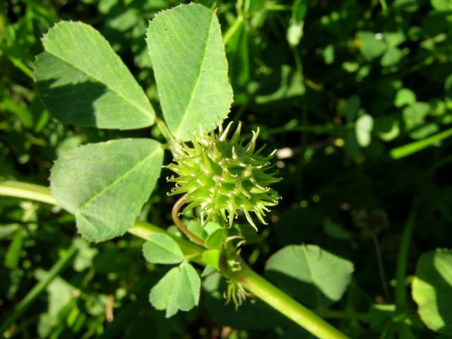 Bur clover (Medicago polymorpha), leaves and pods