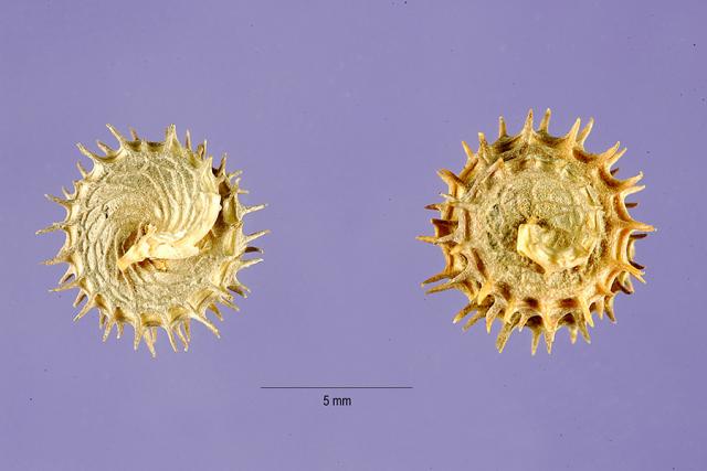 Bur clover (Medicago polymorpha), pods