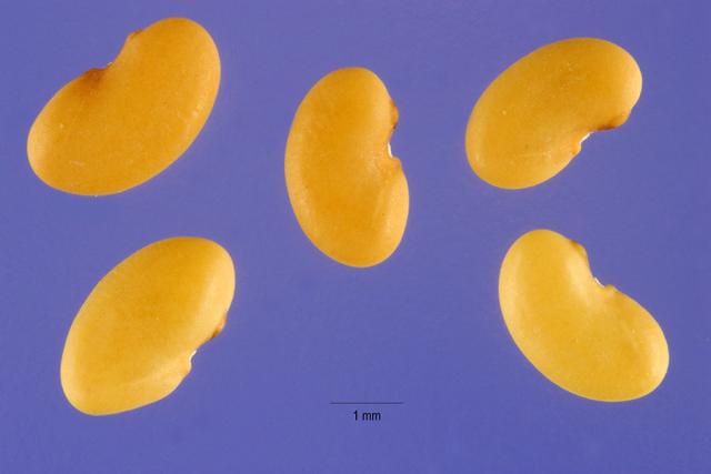 Bur clover (Medicago polymorpha), seeds