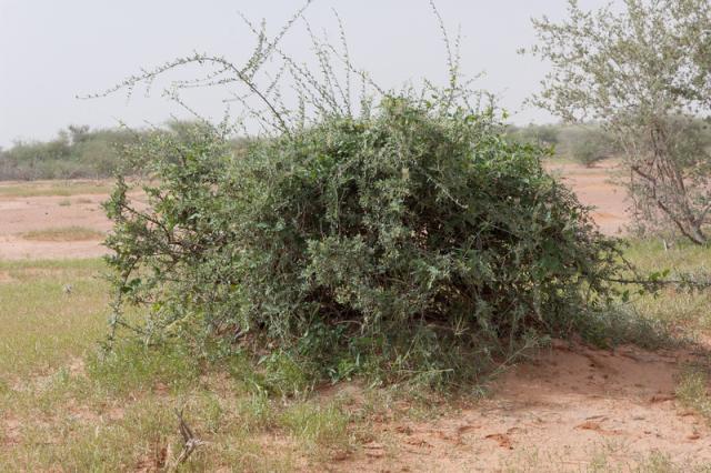 Cadaba (Cadaba farinosa) habit