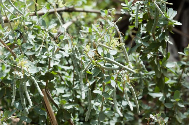 Cadaba (Cadaba farinosa) pods and leaves