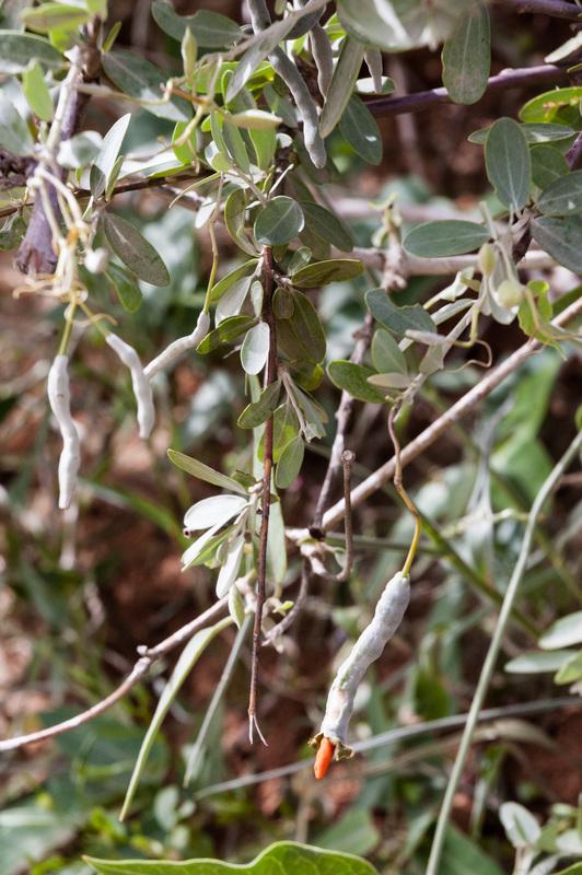 Cadaba (Cadaba farinosa) splitting pod