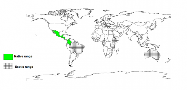 Calliandra (Calliandra calothyrsus), worldwide distribution
