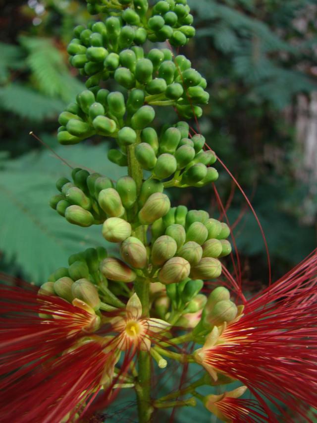 Calliandra (Calliandra calothyrsus), close-up flower