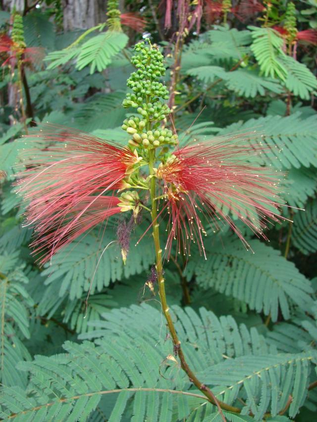 Calliandra (Calliandra calothyrsus), flowers and leaves, Hawaii