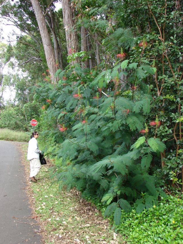 Calliandra (Calliandra calothyrsus), habit, Hawaii