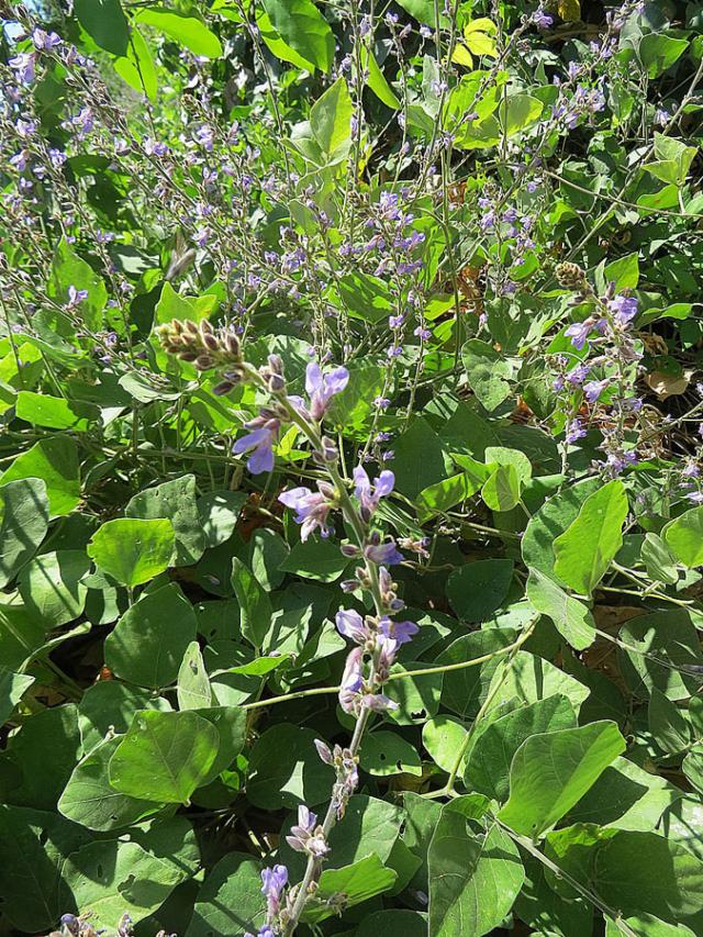 Calopo (Calopogonium caeruleum), habit