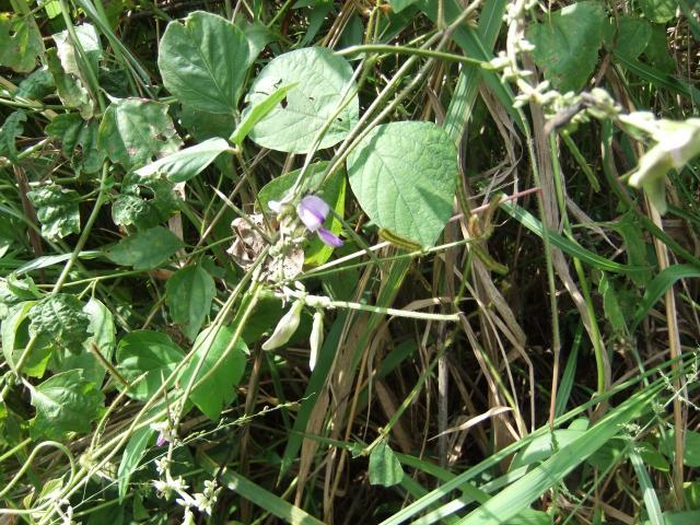 Calopo (Calopogonium mucunoides), habit, Kolo Fuma, Congo
