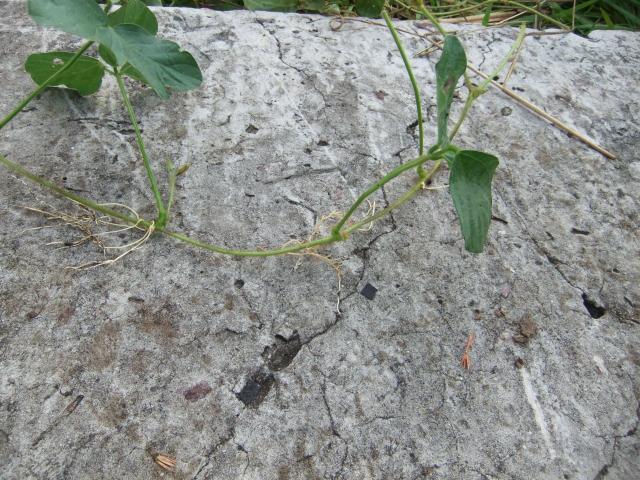 Calopo (Calopogonium mucunoides), rooting at the nodes