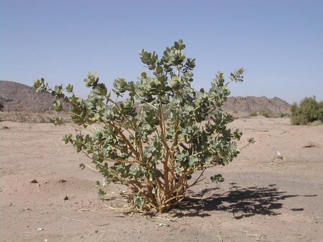 Calotropis procera, habit