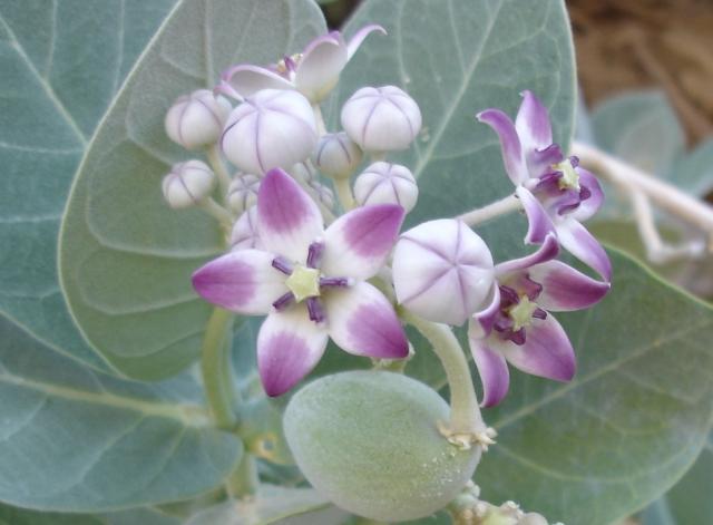 Calotropis procera flowers