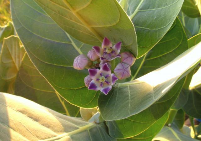 Calotropis procera