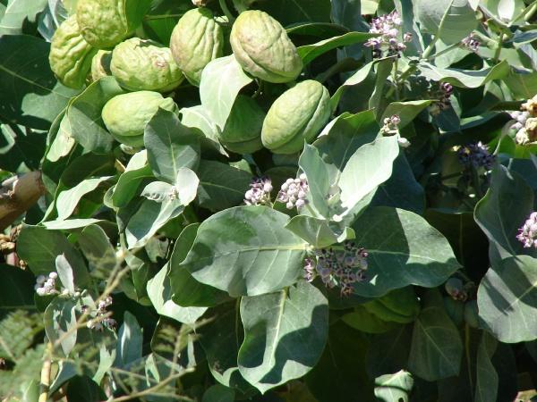 Calotropis procera: leaves, flowers and seedpods