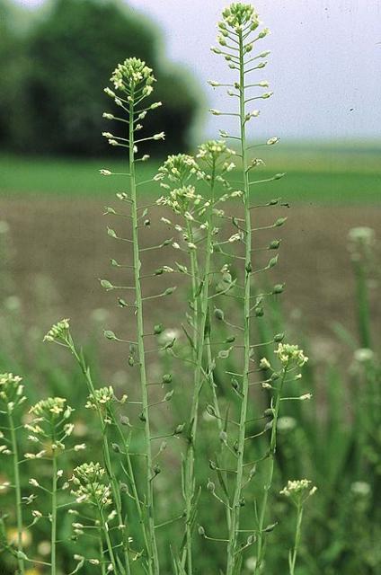 Camelina (Camelina sativa), flowers, Unterfranken, Germany