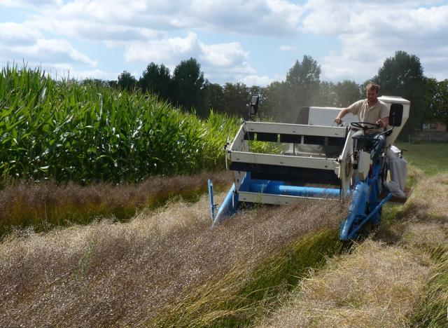 Camelina (Camelina sativa) habit and seed harvest, Versailles, France