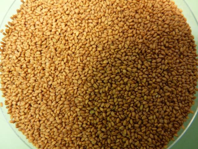 Camelina (Camelina sativa) seeds