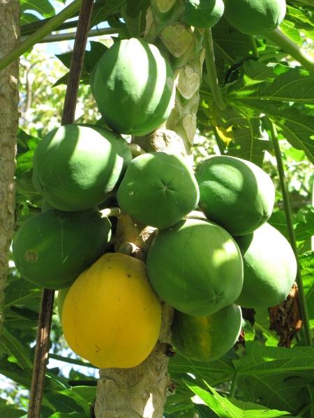 Papaya fruit at Kahanu Gardens, Maui