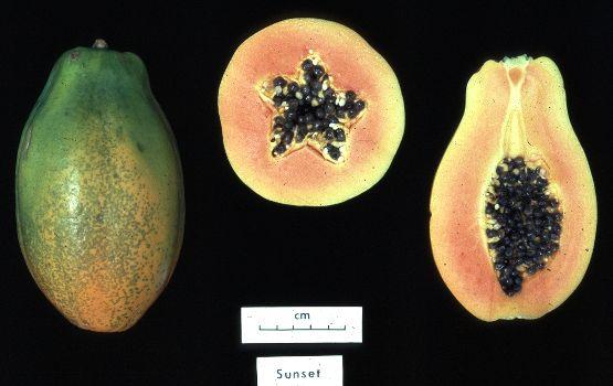 Open fruits of Carica papaya
