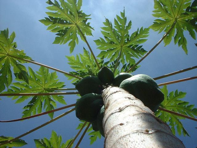 Carica papaya, leaves and fruits