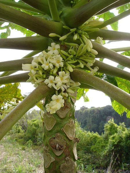 Male flowers of Carica papaya, Reunion Island