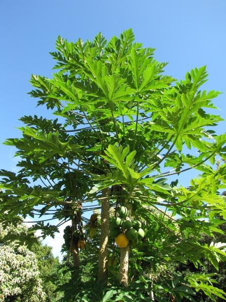 Papaya tree at Kahanu Gardens, Maui