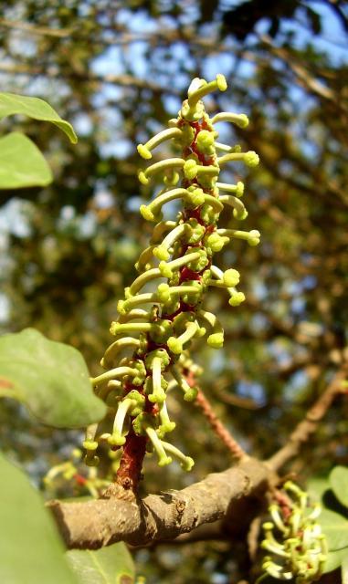 Carob tree (Ceratonia siliqua L.) female flowers