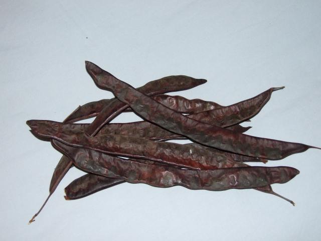 Carob (Ceratonia siliqua) pods, Algeria