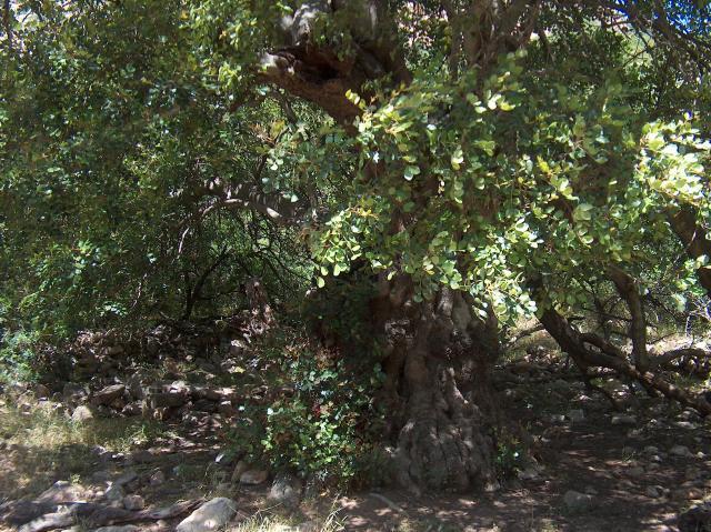 Carob tree (Ceratonia siliqua L.)