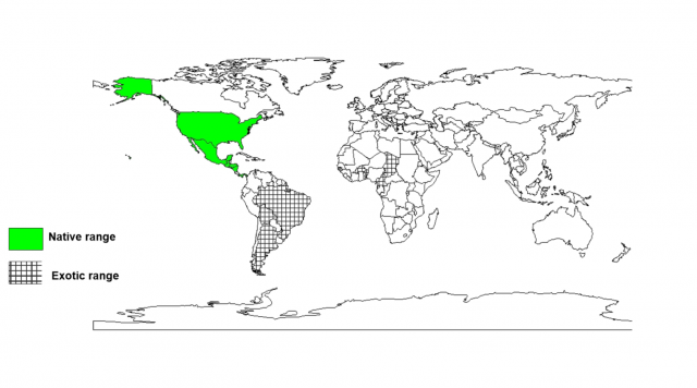 Gliricidia sepium distribution