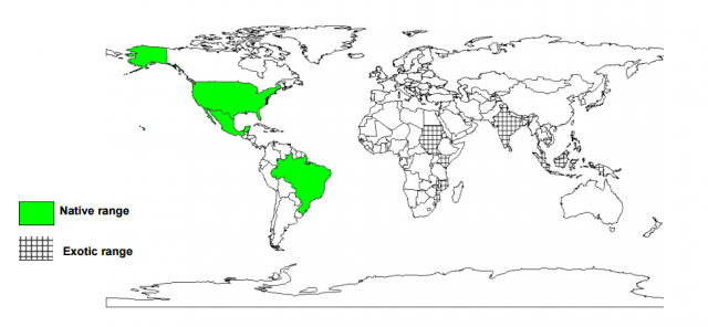 Cashew (Anacardium occidentale), worldwide distribution