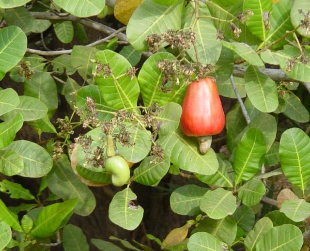 Cashew nut and apple, ripening
