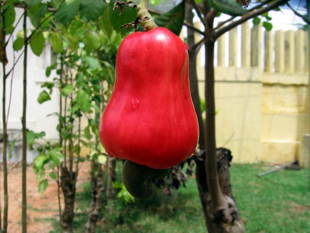 Ripe cashew (Anacardium occidentale) apple and nut